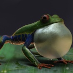 alessandro-mastronardi-amazonfrogvocalsacextention