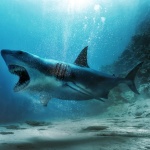 alessandro-mastronardi-greatwhite001