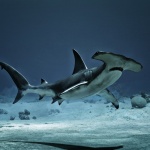 alessandro-mastronardi-hammerheadam-popup1
