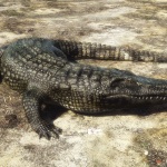 alessandro-mastronardi-irayalligator-popup1