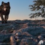 alessandro-mastronardi-lonely-wolf-correct-rgb
