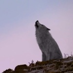 alessandro-mastronardi-the-howl