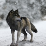 alessandro-mastronardi-wolf-promo-snow