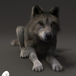 alessandro-mastronardi-wolf-relaxed